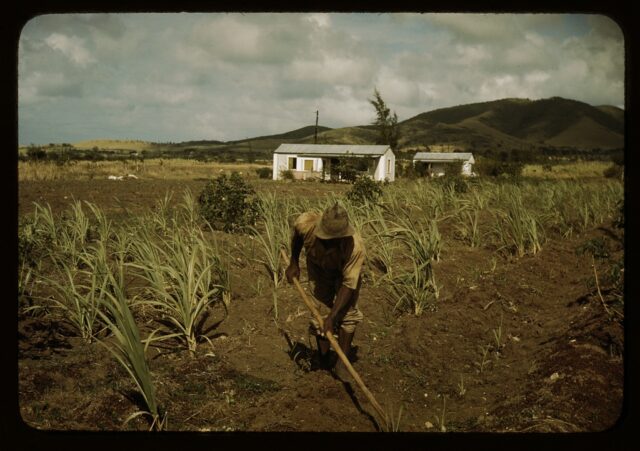 A Black Crucian farmer works in a sugar cane field. His house is in the distance behind him. 